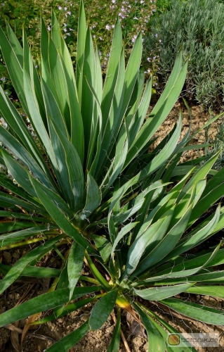 Yucca flaccida -- Schlaffe Palmlilie